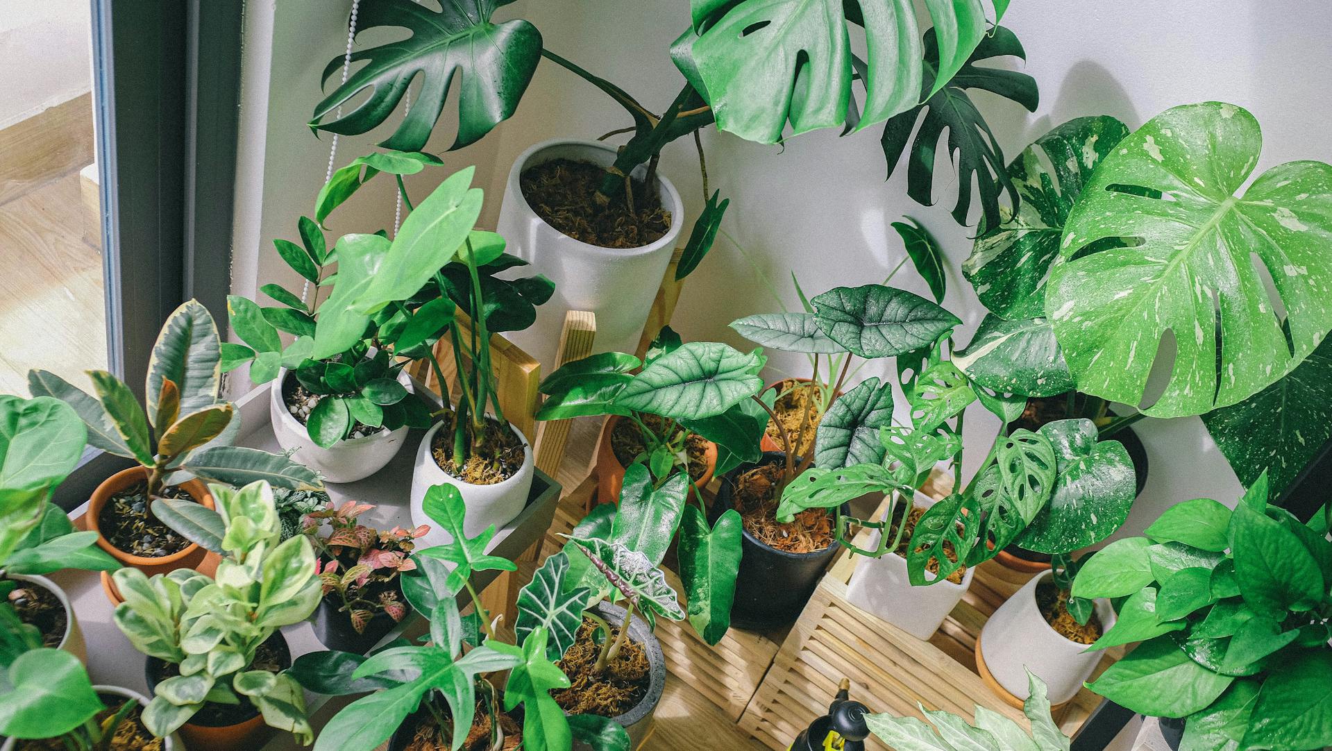 How Houseplants Support Emotional Wellness and Calm