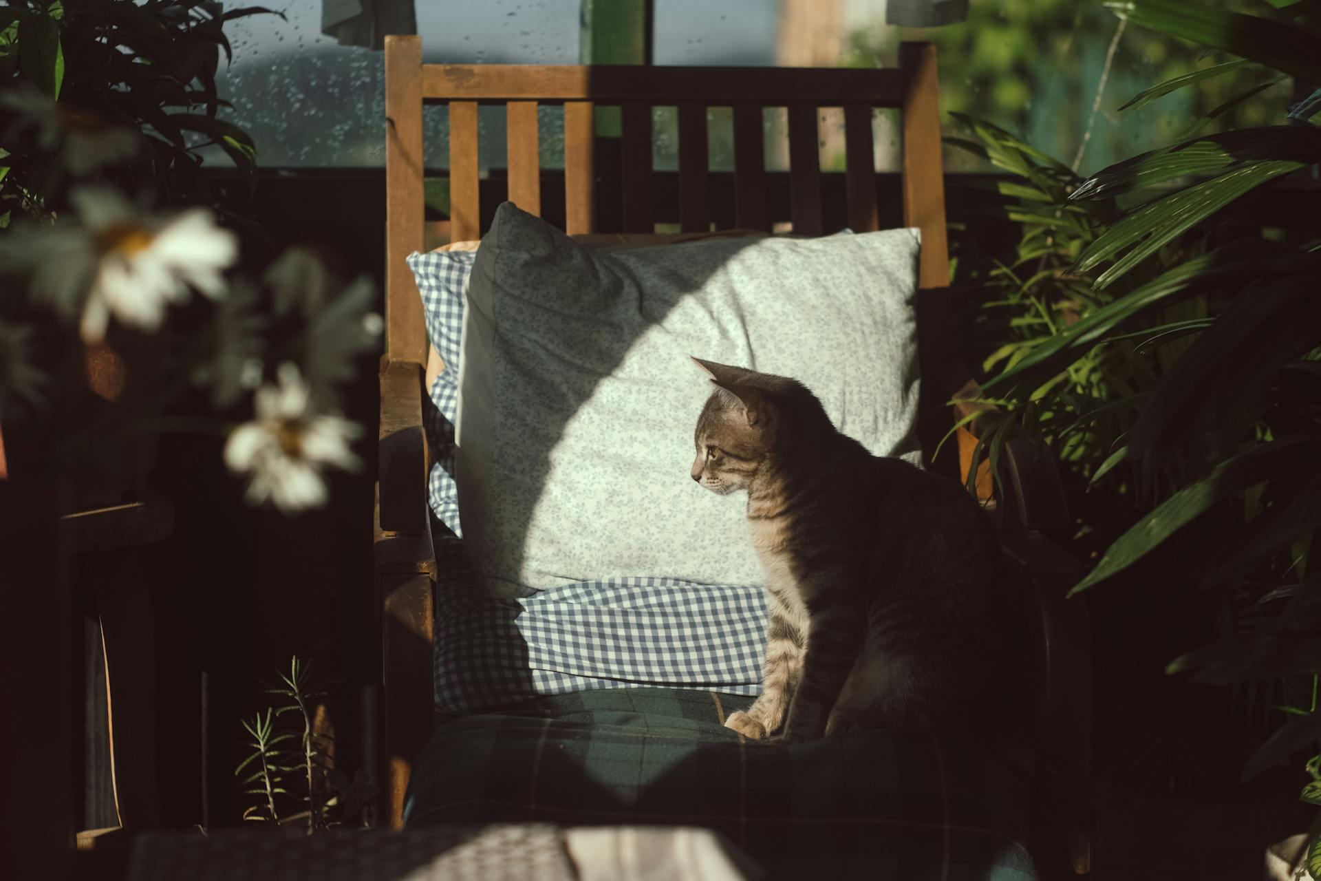 A tabby cat sits atop a wooden chair indoors, bathed in soft sunlight. The cat looks calm and relaxed, with greenery and houseplants visible in the background, creating a cozy home-garden ambiance.