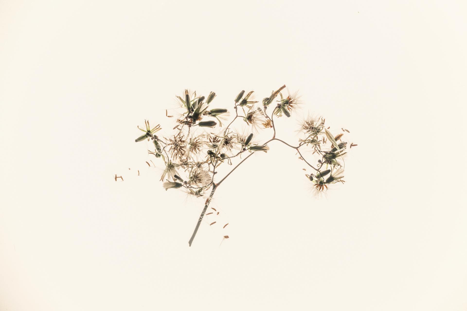 Sympathetic vs Parasympathetic Nervous System